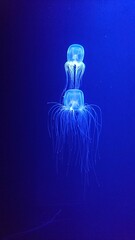 jellyfish