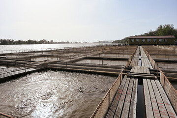 Sturgeon fish pools at the Fishka farm