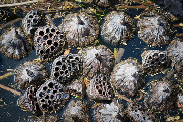 Lotus water lilies after wild blooming