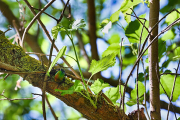 Fototapete bei efototapeten.de bestellen   