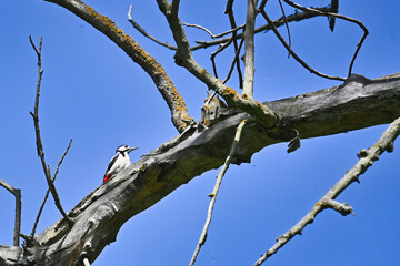 Spotted woodpecker on a withered tree branch