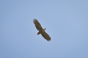 White-tailed eagle soars in the blue sky