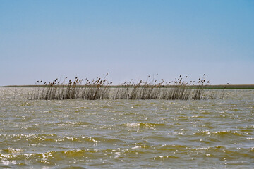 Reed flooded island in the Volga River delta