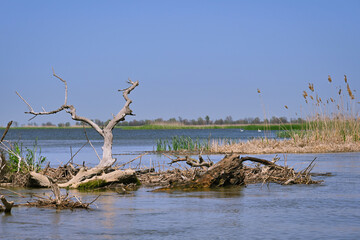 Old snags in the backwater of the Volga River