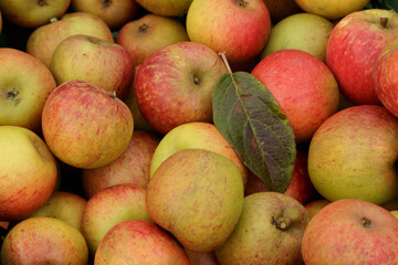 Organic small English apples and leaf outdoors
