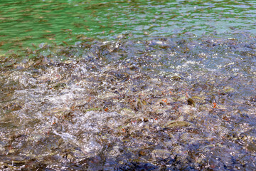 A close-up photo of fish fighting for food in the water, without focus. Suitable for various types of backgrounds.