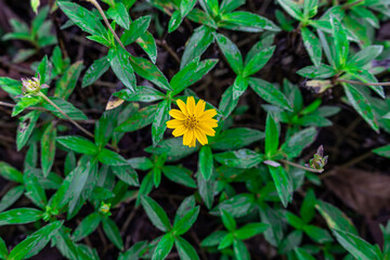 The flower (Sphagneticola trilobata, Wedelia trilobata), commonly known as Widelia or trilobata flower, has beautiful yellow flowers and bright green leaves. This photo was taken in Myanmar.