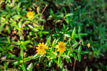 The flower (Sphagneticola trilobata, Wedelia trilobata), commonly known as Widelia or trilobata flower, has beautiful yellow flowers and bright green leaves. This photo was taken in Myanmar.