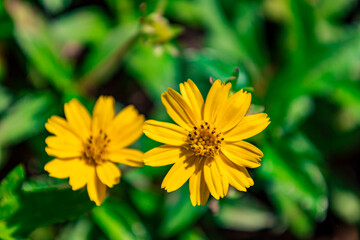The flower (Sphagneticola trilobata, Wedelia trilobata), commonly known as Widelia or trilobata flower, has beautiful yellow flowers and bright green leaves. This photo was taken in Myanmar.