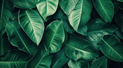 Obraz premium Lush green foliage background with vibrant green leaves and a natural, organic texture.