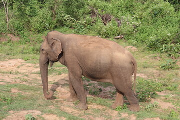 Fototapeta premium Asian Elephants 