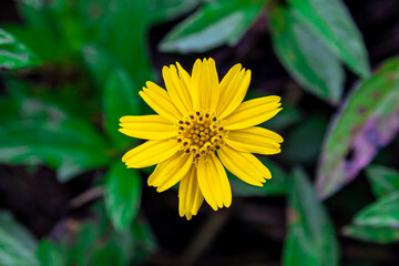 The flower (Sphagneticola trilobata, Wedelia trilobata), commonly known as Widelia or trilobata flower, has beautiful yellow flowers and bright green leaves. This photo was taken in Myanmar.