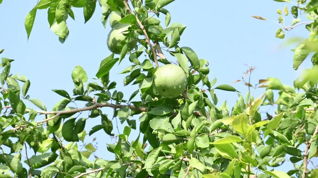 Bael fruit on the tree. Its other names is Aegle marmelos, sname&nbsp;Bengal quince,&nbsp;golden apple,&nbsp;Japanese bitter orange,&nbsp;stone apple&nbsp;or&nbsp;wood apple. It is a fruit with medicinal properties. Raw bael fruit