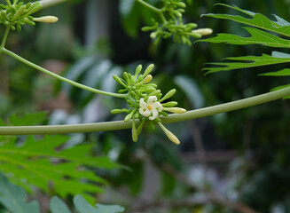 Papaya flowers and buds . Papaya flower is white. Blooming Papaya Flower in garden