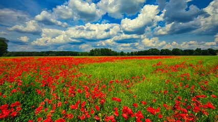 Mohn - Ecology - Beautiful summer day. Red poppy field. - Flowers Red poppies blossom on wild field. - Sunrise - Sunset - High quality photo