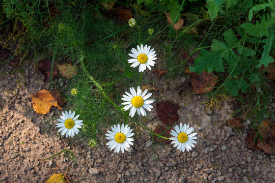 Flowers of the Tripleurospermum inodorum, common names scentless false mayweed or scentless chamomile in the meadow of the Mikhailovskoye estate, Pushkinskiye Gory, Pskov region, Russia