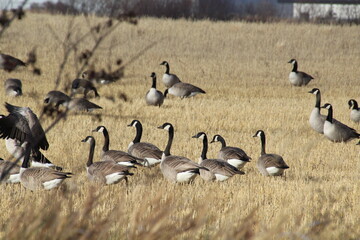 geese in a field