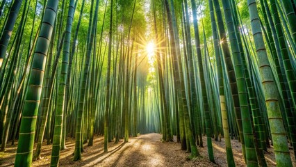 Fototapeta premium A Sunlit Path Through a Verdant Bamboo Forest, Illuminating the Tall, Slender Trunks with a Golden Glow