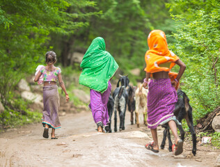 Rural herding