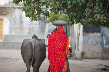 Rural People with Cattle