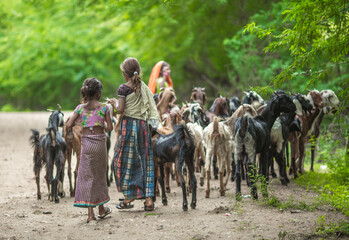 Rural herding