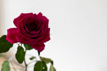 red rose isolated on white background