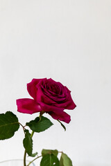 red rose isolated on white background