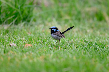 Superb fairywren bird, Malurus cyaneus, male blue breeding plumage, green grass ground, isolated single close closeup detail, color colour, native Australian wren