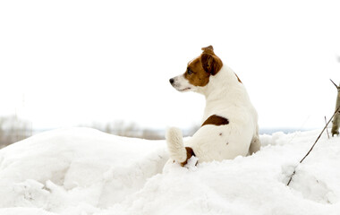 dog outdoors in winter