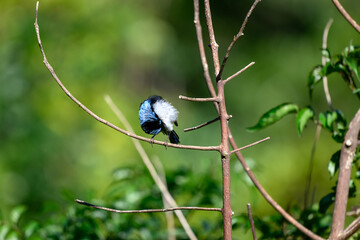 Superb fairywren, Malurus cyaneus, small bird perched on branch stick twig, blue feathers plumage, Australian native, Queensland