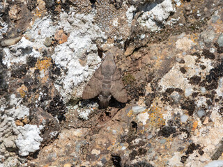 The common hawk moth rests on a mossy stone, mimicry of insects.