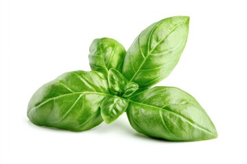 Fototapeta premium A sprig of fresh green basil leaves isolated on a white background.