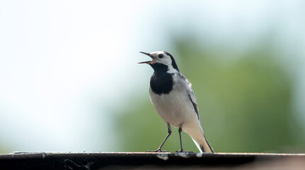 wagtail bird close up on blurred background