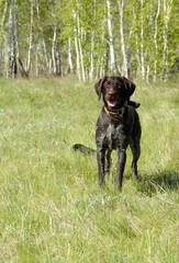 hunting dog on the nature of the spring