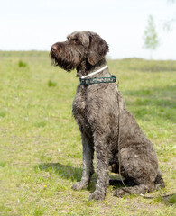 hunting dog on the nature of the spring