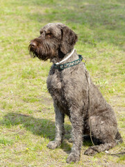 hunting dog on the nature of the spring