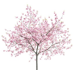 Elegant Minimalistic Pink Cherry Blossom Tree Displaying Delicate Blooms Set Against a Crisp White Background, Perfect for Floral and Nature Themes
