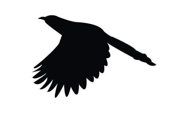 recommend clip art: Crow Pheasant Silhouette Design  And Vector Illustration. 
