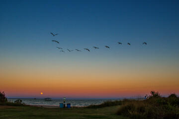 birds on the beach at sunset