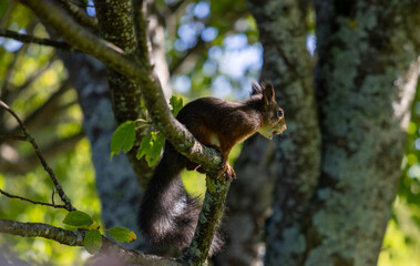squirrel on tree