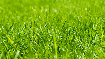 green grass out of focus with a blurred background