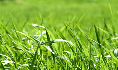 green grass out of focus with a blurred background