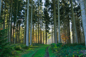 Herbstwald im Schwarzwald bei Biederbach