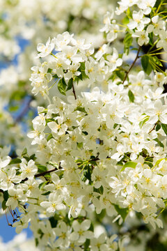 Fototapeta White flowers of apple trees spring landscape