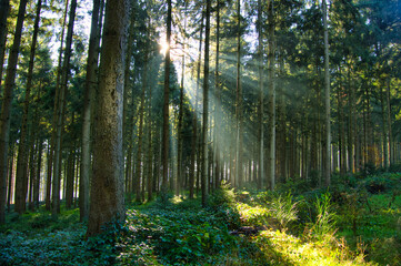 Obraz premium Herbstwald im Schwarzwald bei Biederbach
