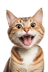 Obraz premium Portrait of a happy cat with a goofy grin, isolated on a white background, radiating playful charm. 