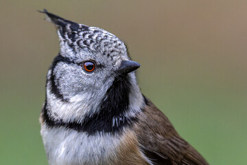 Portrait of the head of a crested tit. The red rim of the eye is clearly visible.