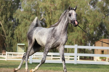 Show Arabian Horses and racing arabian horses.