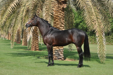 Show Arabian Horses and racing arabian horses.