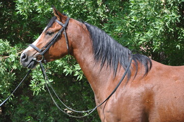 Show Arabian Horses and racing arabian horses.